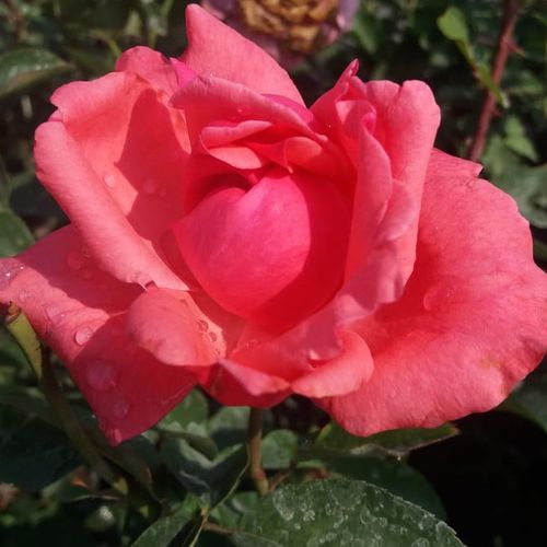 Shop, Rose Rosa Sebastian Schultheis - rosa - rose ibridi di tea - rosa dal profumo discreto - Heinrich Schultheis - ,-